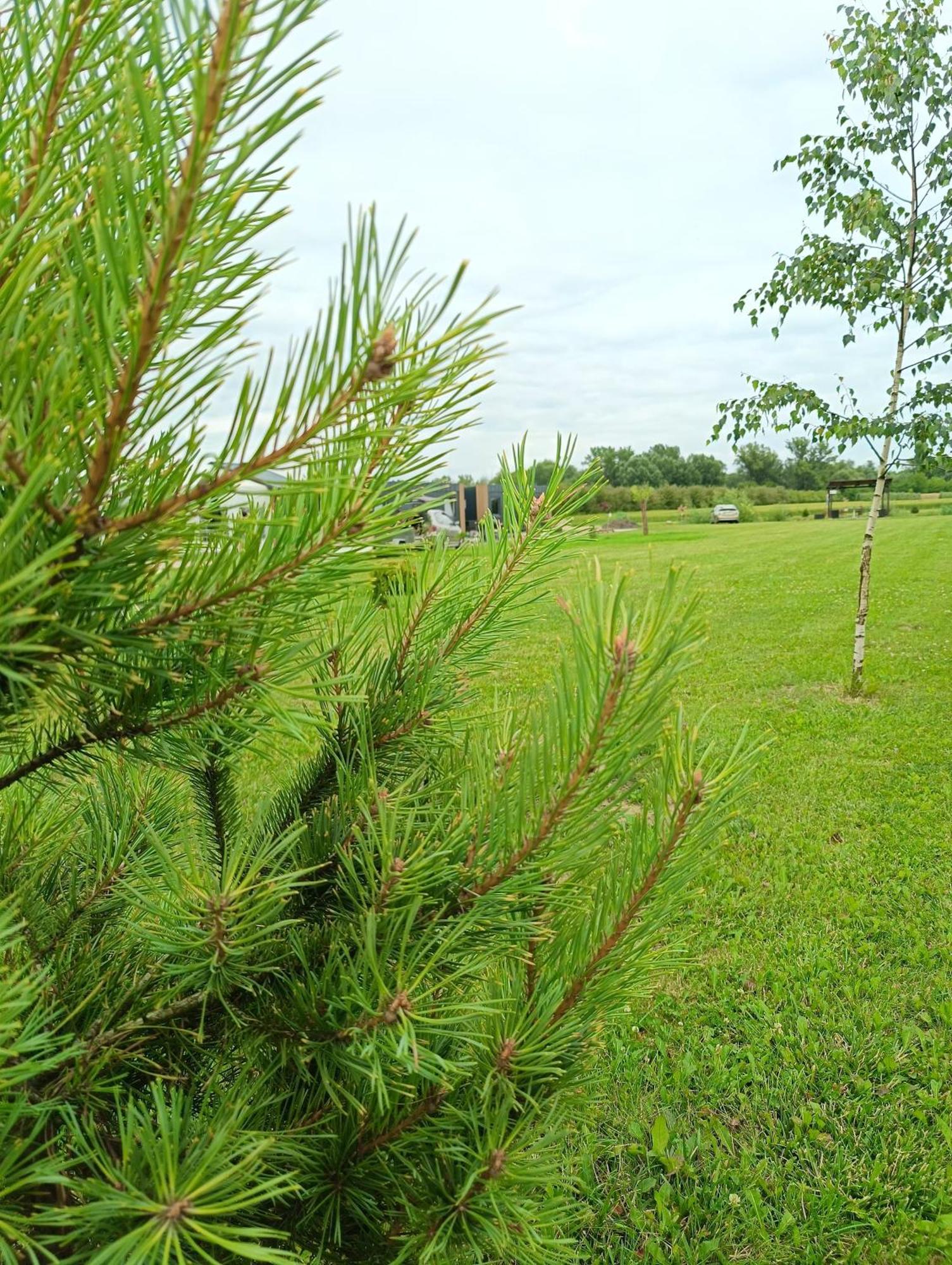 Ostoja Czersk Gora Kalwaria Zamek Krolowej Bony Domki Caloroczne エクステリア 写真