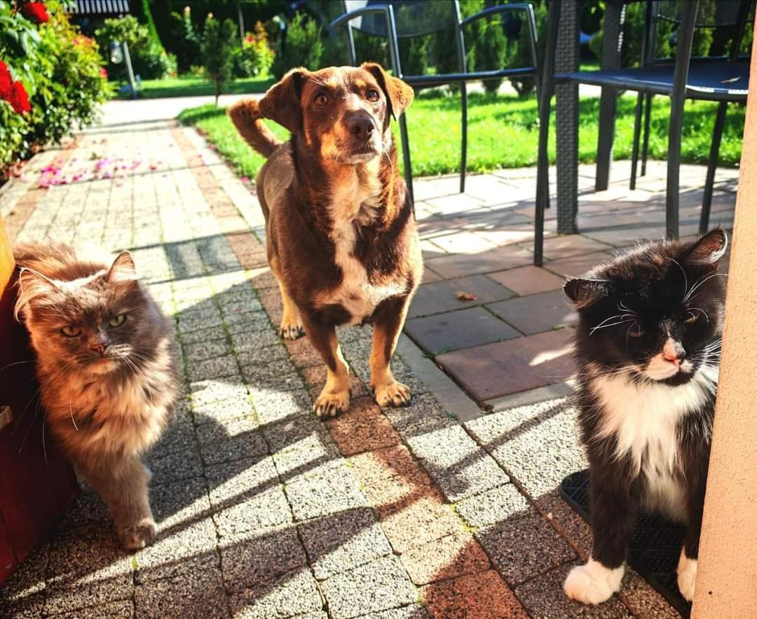 Ostoja Czersk Gora Kalwaria Zamek Krolowej Bony Domki Caloroczne エクステリア 写真
